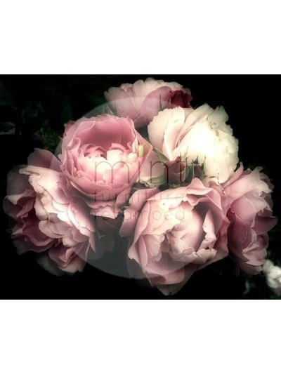 Moody Florals - Mint By Michelle decoupage - Mint By Michelle - ArteSano
