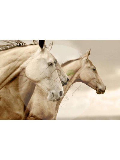 Sepia Horses - Mint By Michelle decoupage - Mint By Michelle - pinturachalkpaint
