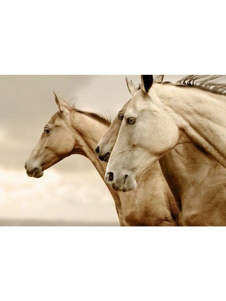 Sepia Horses Reversed - Mint By Michelle decoupage - Mint By Michelle - ArteSano